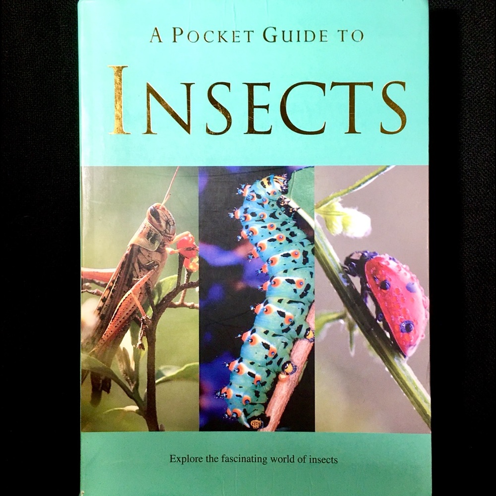 A POCKET GUIDE TO INSECTS — Patrick Hook